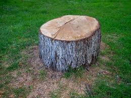 Best Tree Maintenance Programs  in Buena Vista, VA