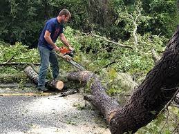 How Our Tree Care Process Works  in  Buena Vista, VA