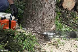 Best Firewood Processing and Delivery  in Buena Vista, VA