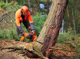 Trusted Buena Vista, VA Tree Services Experts