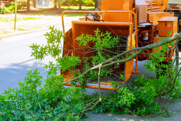 Best Tree Preservation Services  in Buena Vista, VA