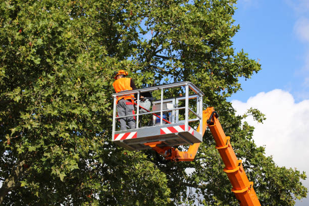 Best Commercial Tree Services  in Buena Vista, VA