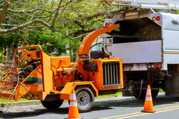 Best Tree Removal  in Buena Vista, VA