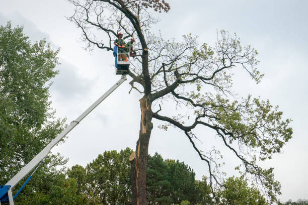 Best Fruit Tree Pruning  in Buena Vista, VA