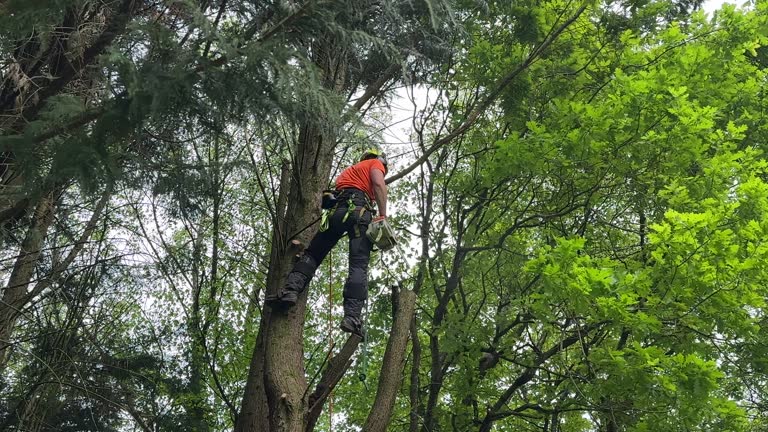 Best Tree Mulching  in Buena Vista, VA
