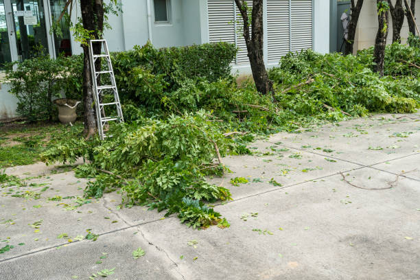 Best Lawn Disease Treatment  in Buena Vista, VA