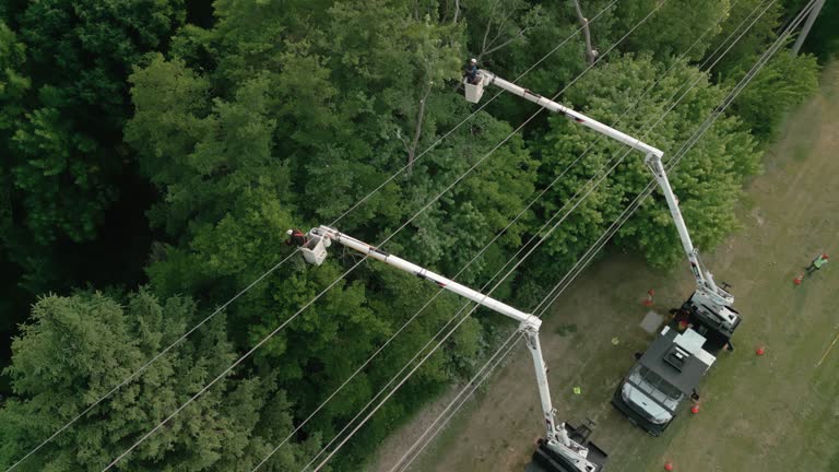 Best Tree Risk Assessment  in Buena Vista, VA