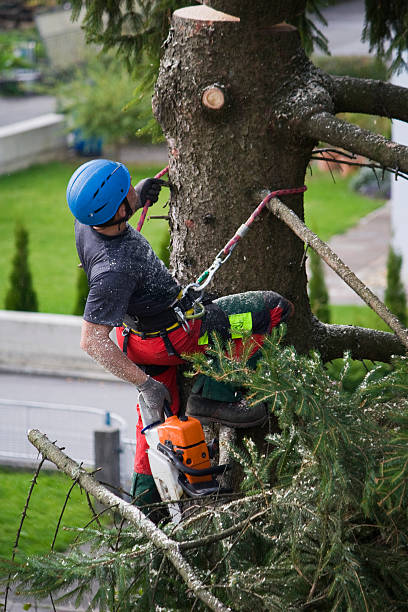 Best Utility Line Clearance  in Buena Vista, VA