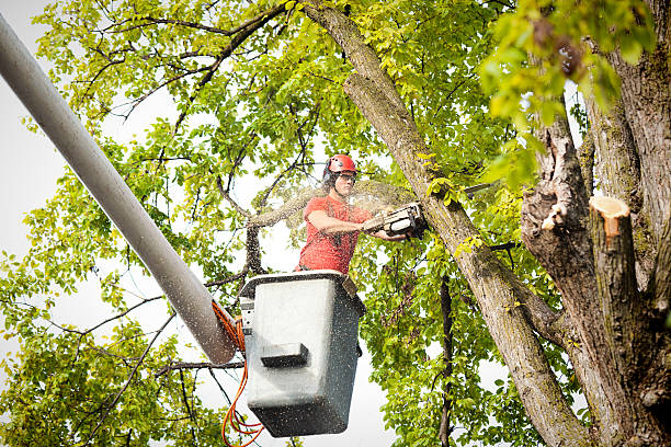 Best Emergency Tree Removal  in Buena Vista, VA