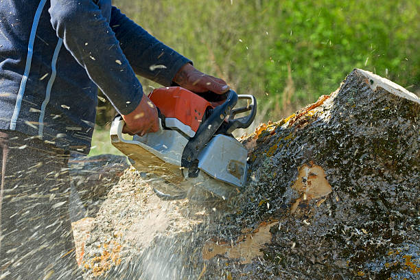 Best Lawn Irrigation Installation and Maintenance  in Buena Vista, VA