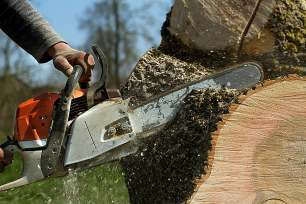 Best Leaf Removal  in Buena Vista, VA