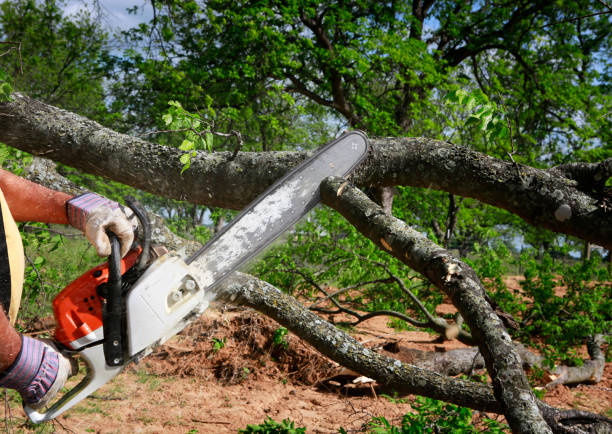 Best Lawn Maintenance Plans  in Buena Vista, VA