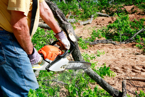 Best Emergency Tree Removal  in Buena Vista, VA