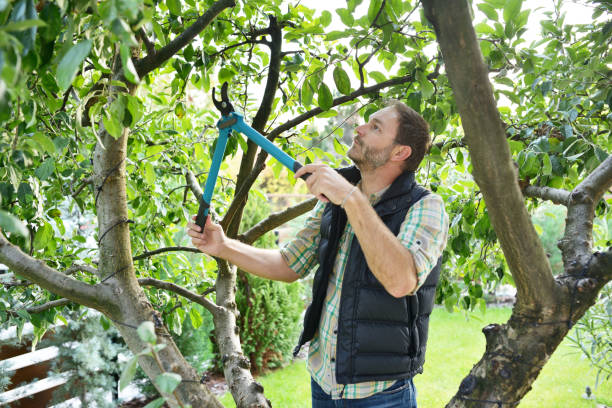 Best Root Management and Removal  in Buena Vista, VA