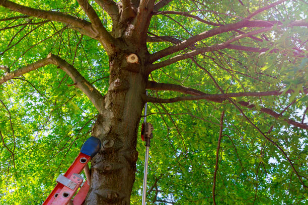 Best Arborist Consultation Services  in Buena Vista, VA